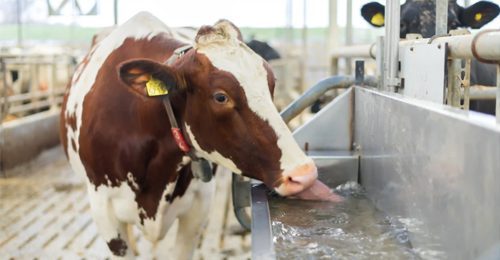 Aplicación de la lámpara UV para agua en la ganadería