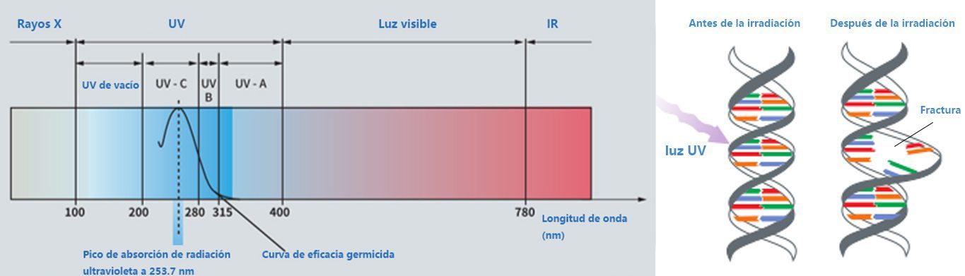 Principio de funcionamiento del purificador de agua UV-1 Principio de funcionamiento del purificador de agua UV
